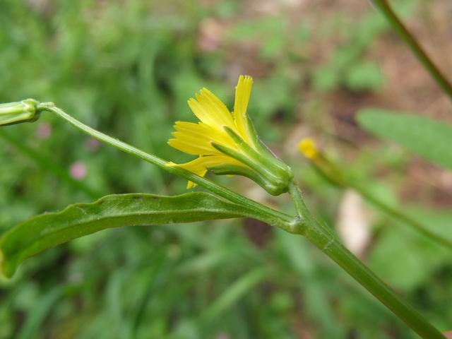 Rhagadiolus stellatus / Radicchio stellato